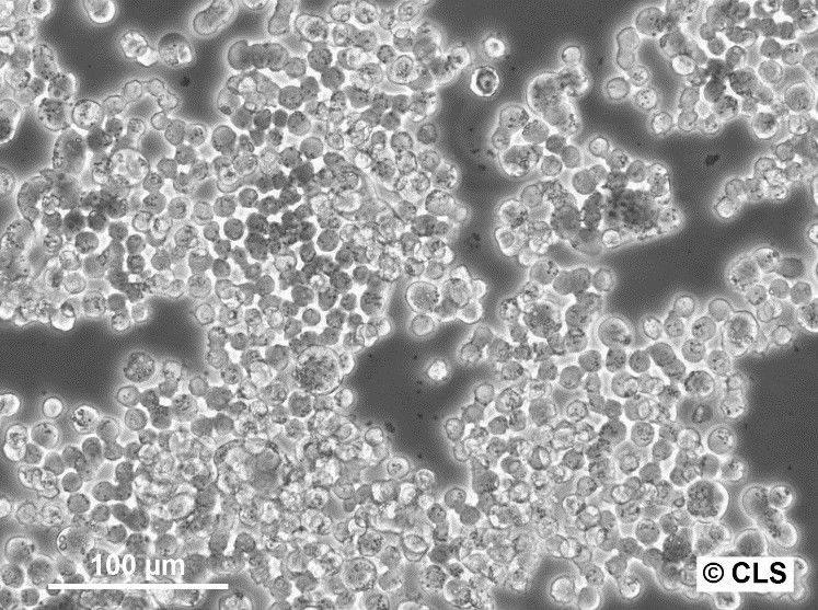 Colo-320DM Cells