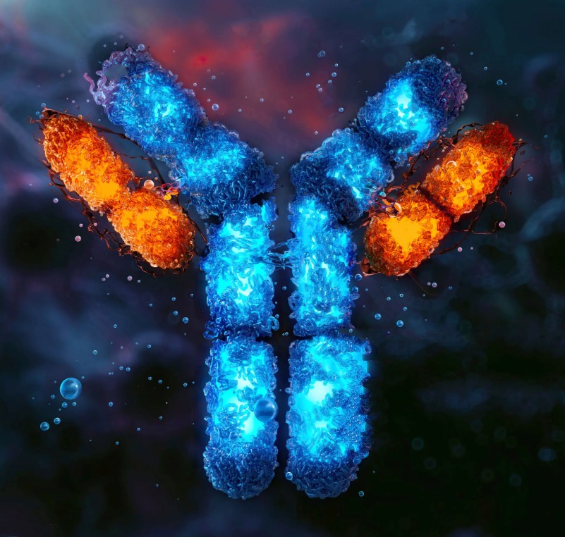 
ASNS Antibody - 100µg